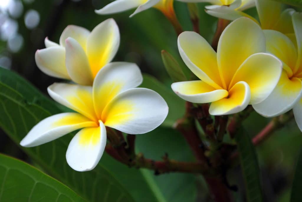 frangipani Boeket van de week
