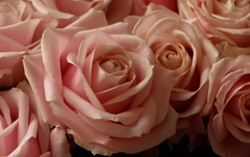 meijer roses Week boeket
