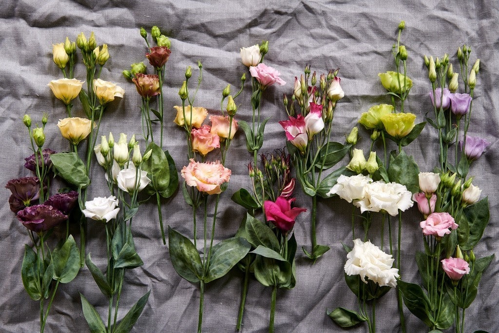 agenda-des-fleurs_novembre_lisianthus.7