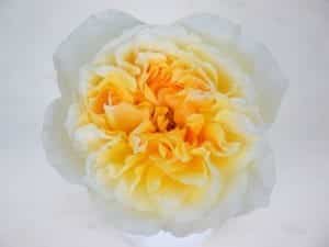 David Austin Wedding Rose Beatrice - Alexandra Farms