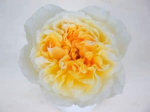 Bloemengroothandel Parfum Flower Company