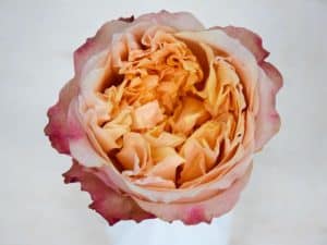 bloemengroothandel Parfum Flower Company