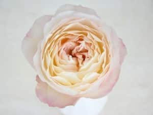 Blumengroßhändler Parfum Flower Company