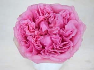Bloemengroothandel Parfum Flower Company
