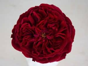 Bloemengroothandel Parfum Flower Company