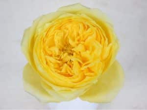 Bloemengroothandel Parfum Flower