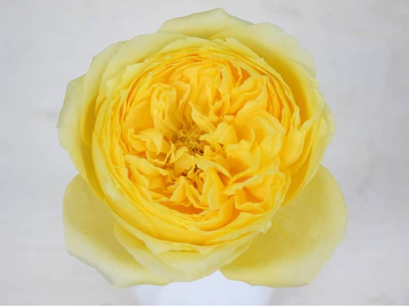Bloemengroothandel Parfum Flower