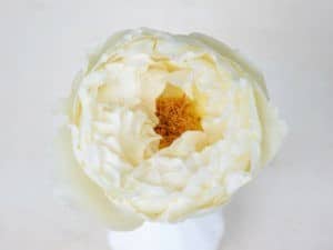Blumengroßhändler Parfum Flower Company