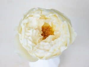 Bloemengroothandel Parfum Flower