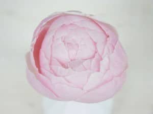 Meilland Jardin & Parfum Yves Piaget Cream - Tambuzi