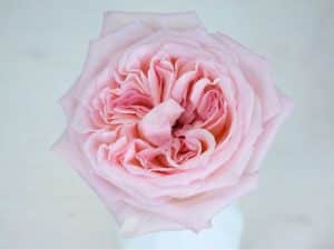 Bloemengroothandel Parfum Flower Company