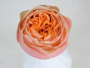 Blumengroßhändler Parfum Flower Company
