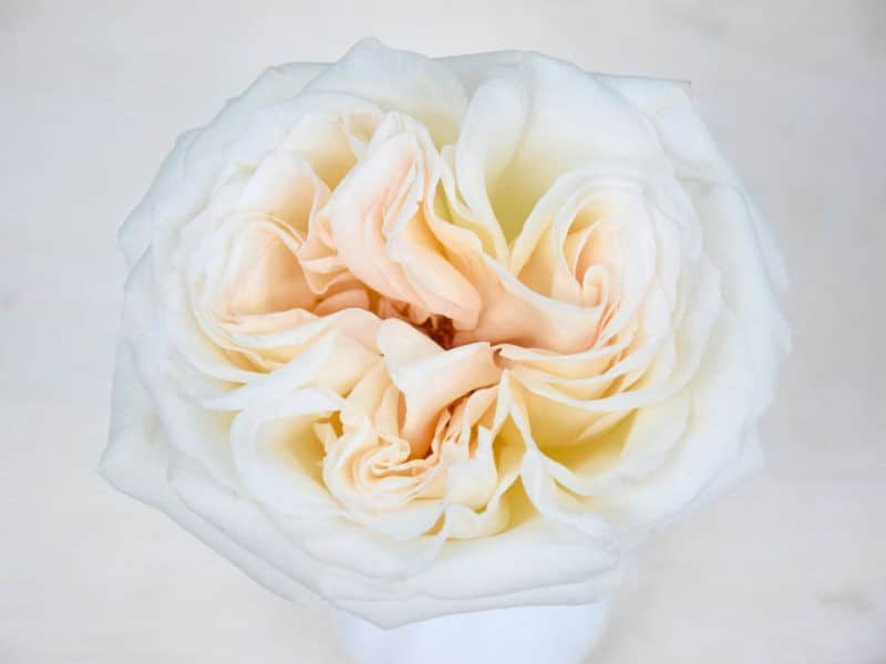 Bloemengroothandel Parfum Flower Company