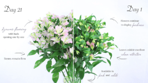 Charmelia Bloemengroothandel boeket bloei