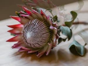 Giant protea flower