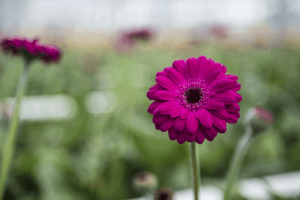 Germini purple