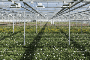 Kas Klondike Gardens volledig