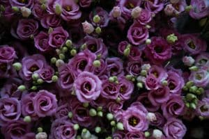 Berg Lisianthus