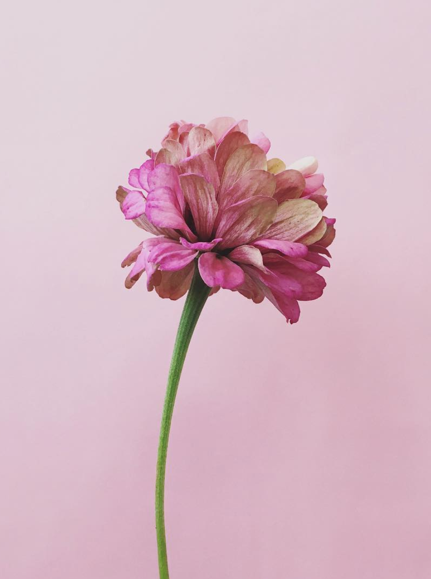 bloem uit eigen tuin 2