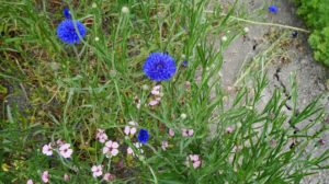 Biologische korenbloem van Op Beemster Klei