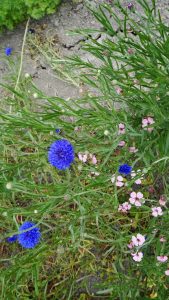 Biologische korenbloem van Op Beemster Klei