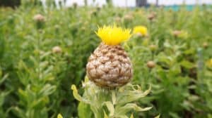Biobloemen van Op Beemster Klei