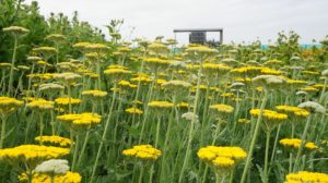 Biologische bloemen Bloomer