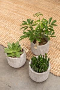 OK Plant Little Kolibri