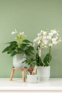 OK Plant Little Kolibri
