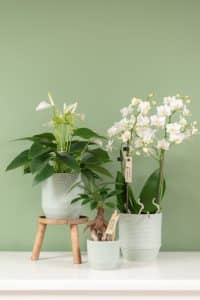OK Plant Little Kolibri