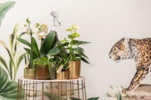 OK Plant Little Kolibri