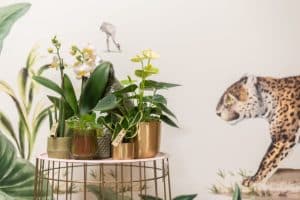 OK Plant Little Kolibri