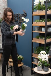 OK Plant Litlle Kolibri stelling