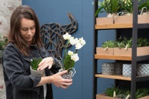 OK Plant Litlle Kolibri stelling