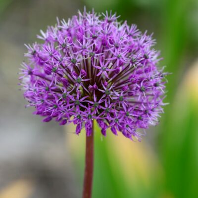 allium-jesdianum-lsquoshingrsquo-7603