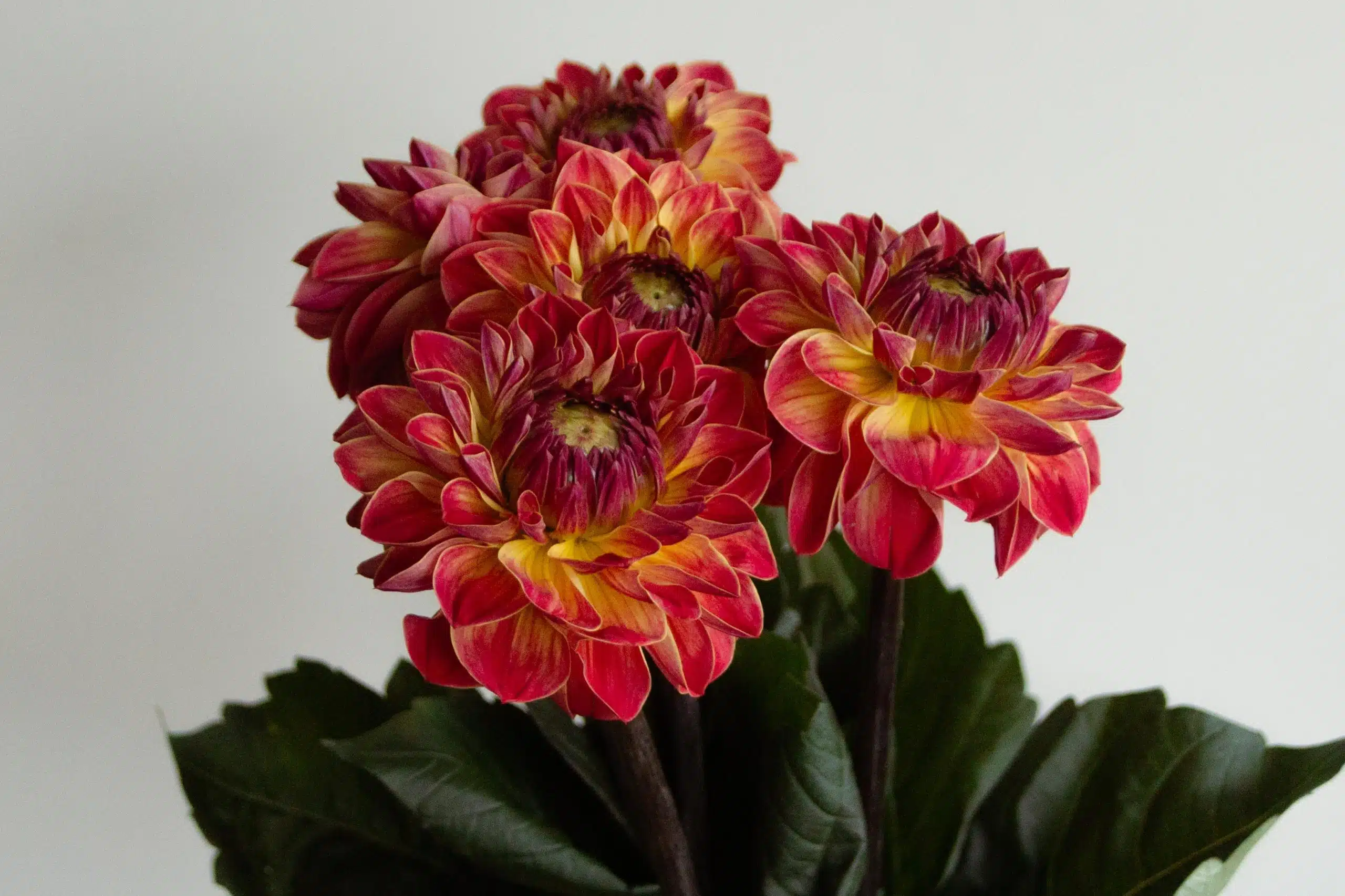 dahlia-4
