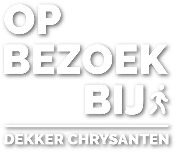 Op bezoek bij Dekker Chrysanten