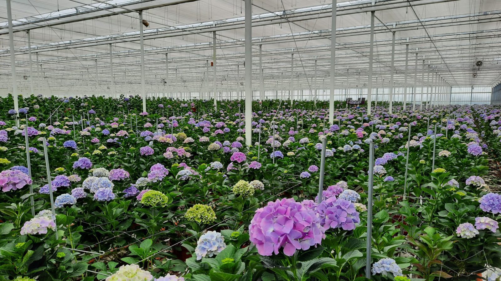 Hortensia