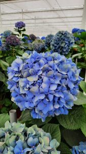 Hortensia