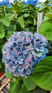 Hortensia