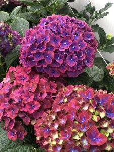 Hortensia