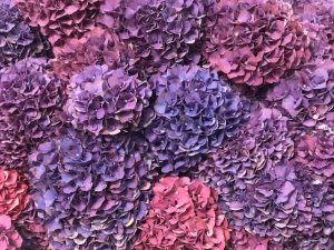 Hortensia