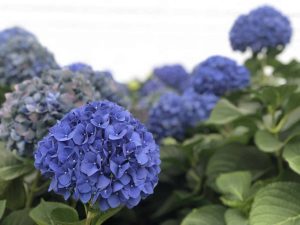 Hortensia