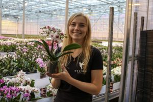Orchidee mee naar huis