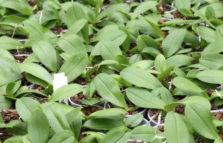 mini orchidee