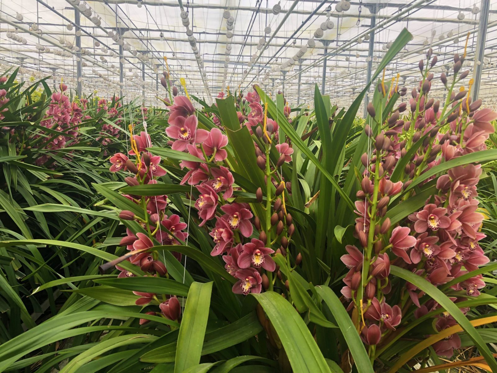 Snijbloemen inkopen