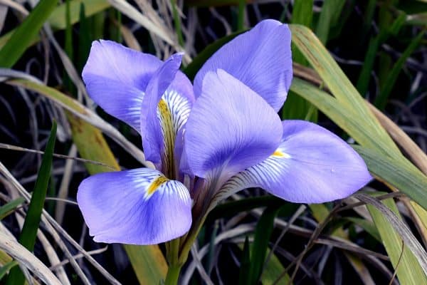 iris-g4b0abd407_1920