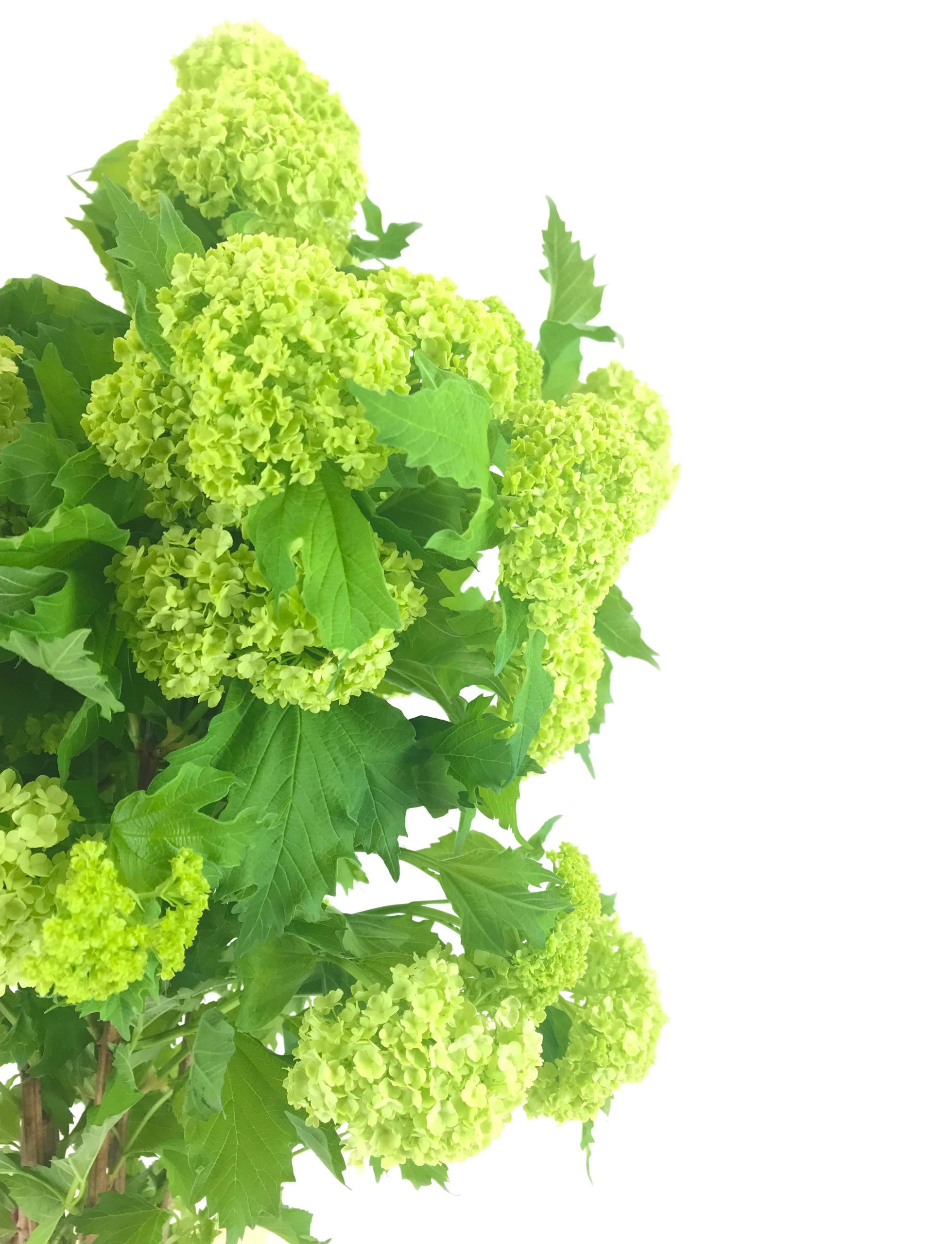 Bloomer5 bewerkt