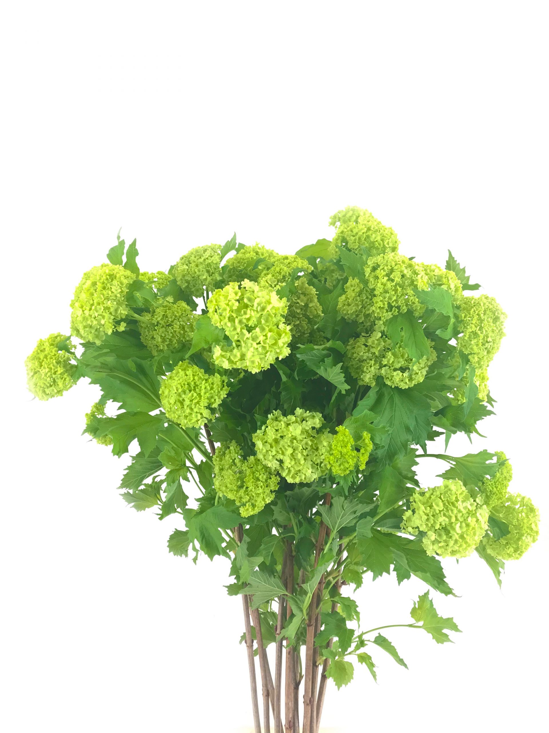 Bloomer7 bewerkt