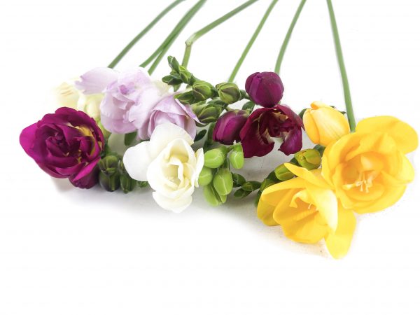 Freesia Bloomer1